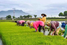 Pemkab Sigi Targetkan Cetak Sawah Baru 1.200 Hektare Rampung 2026