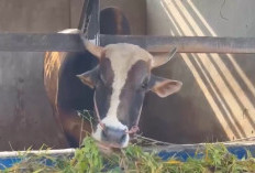 Prabowo Salurkan 14 Sapi Kurban ke Sulteng, “Si Kentung” Berbobot 922 Kg Jadi Sorotan