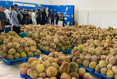 Durian Sulteng Tembus China! Ekspor Perdana Rp42,5 Miliar Jadi Titik Balik Ekonomi Daerah