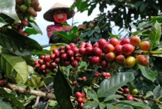 Produksi Kopi Olahan di Sigi Capai 3,2 Ton per Tahun, Libatkan 54 IKM