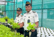 Lapas Luwuk Kembangkan Hidroponik dan Pertanian, Bekali Warga Binaan Keterampilan Mandiri