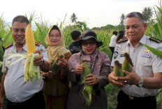 Lapas Perempuan Palu Panen Perdana 2.000 Jagung, Warga Binaan Didorong Lebih Produktif