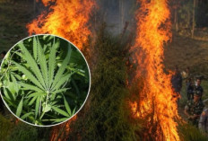 BNN: Ganja itu AMAN! Komentar Publik Justru Bikin Ngakak